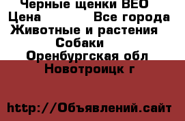 Черные щенки ВЕО › Цена ­ 5 000 - Все города Животные и растения » Собаки   . Оренбургская обл.,Новотроицк г.